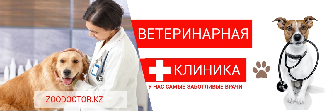 Ветеринарная Аптека Октябрьский Район